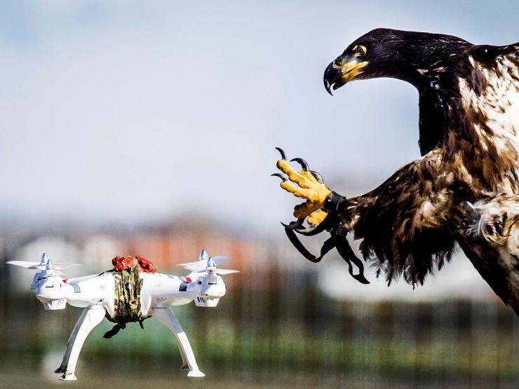 Thế giới - Dự án biệt đội đại bàng săn UAV bị "khai tử"