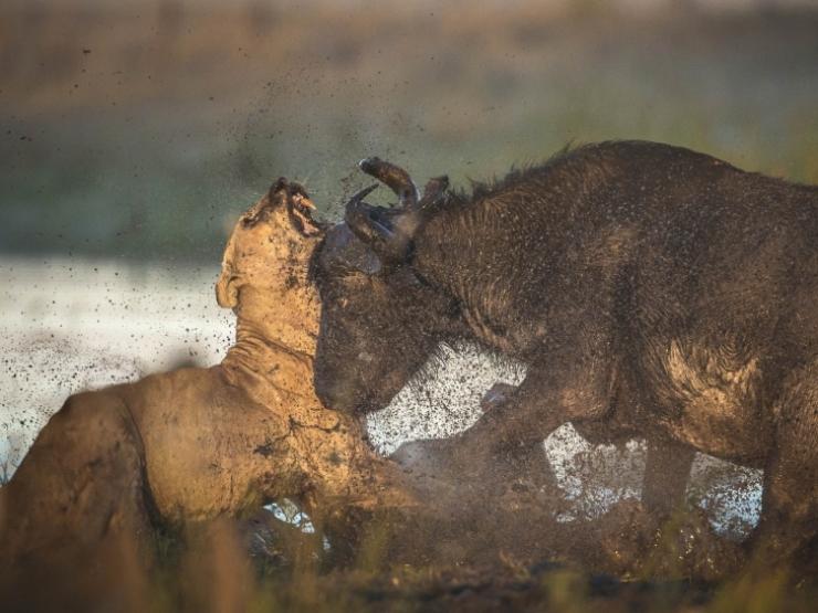 Media - Trâu rừng, ngựa vằn... giành giật mạng sống trước móng vuốt kẻ đi săn