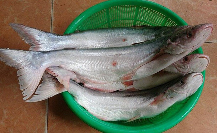 Loại cá này có quanh năm nhưng vào mùa từ tháng 8 đến tháng 12 âm lịch, lúc này cá ngon và thơm nhất
