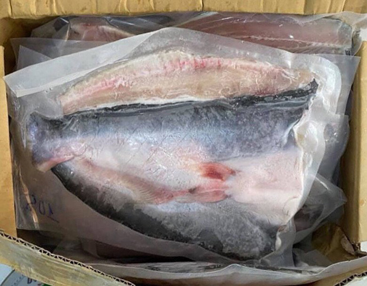 Những rừng cây ngập mặn như rừng bần, rừng mắm, rừng sác,... là nơi trú ngụ lý tưởng của loài cá này
