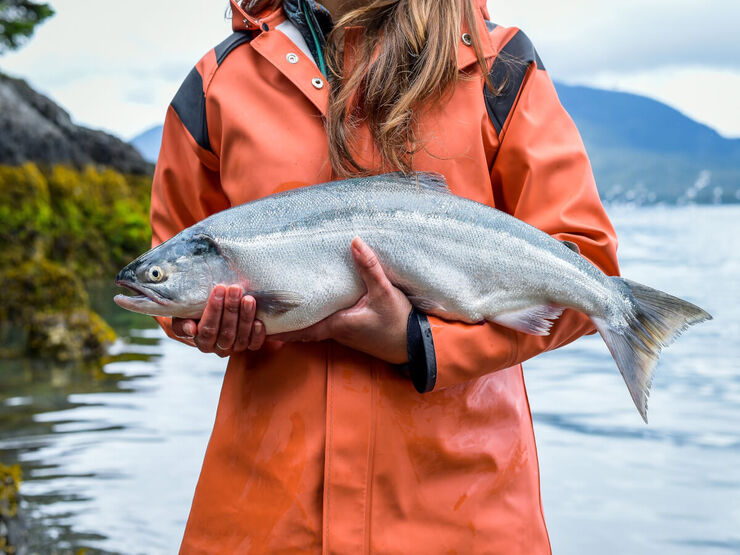 Thị trường - Tiêu dùng - Loài cá hồi “vua”, giá chục triệu mỗi cân vẫn khó tìm mua