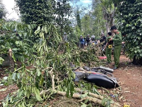 Theo cơ quan chức năng, vườn cà phê nơi xảy ra vụ việc thuộc sở hữu hoàn toàn của Công ty CP Cà phê Thắng Lợi