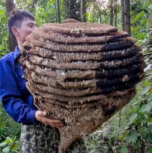 Tổ ong “khủng” nặng 20kg mà nhóm anh Tiến săn được.