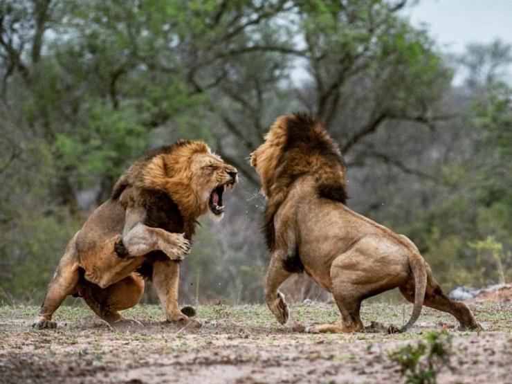 Media - Sư tử, báo đốm... đại chiến "nảy lửa" tranh giành con mồi