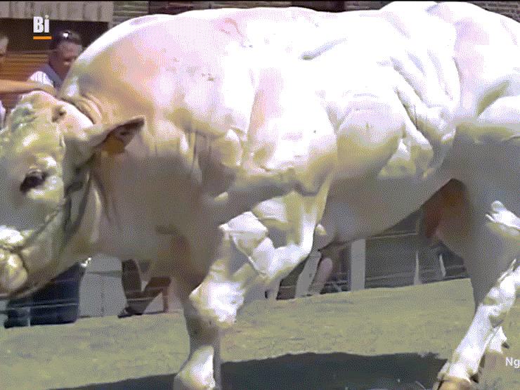 Thế giới - Bò “cơ bắp” siêu to sắp có mặt tại Việt Nam