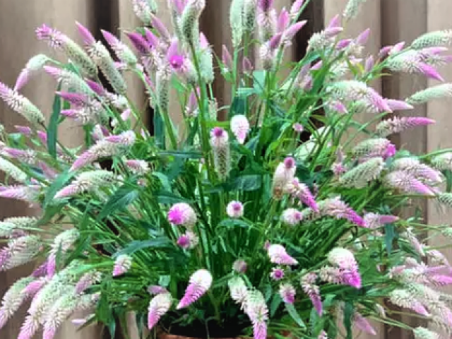 Thị trường - Tiêu dùng - Loại cỏ dại mọc đầy đường giờ lại “hốt bạc”, thành thú chơi tao nhã của người Hà Thành