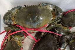 Sức khỏe đời sống - Cơ thể bạn thiếu dưỡng chất này khi bỗng nhiên thèm ăn tôm, cua, ốc