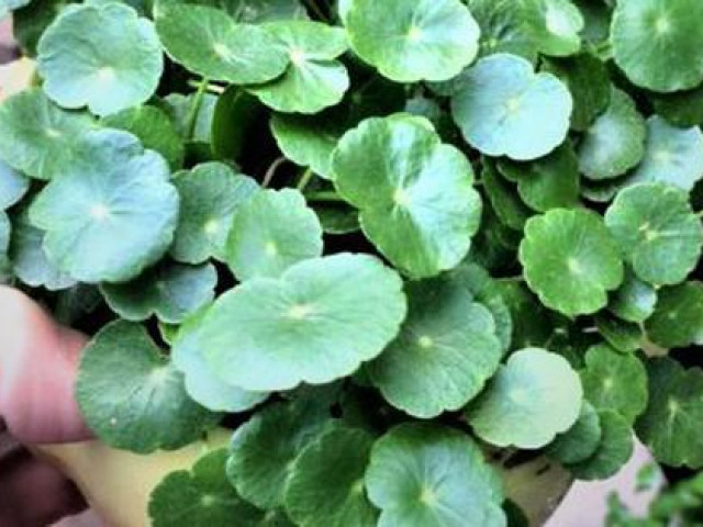 Thị trường - Tiêu dùng - Cây cỏ lên chậu thành cây phong thủy mang may mắn dù giá cao vẫn hút khách