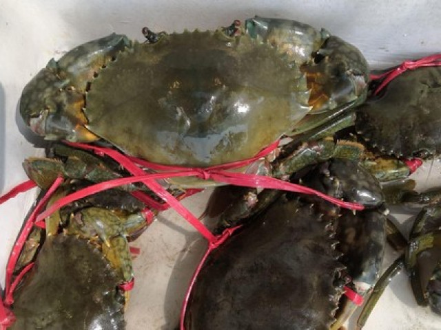 Sức khỏe đời sống - Cơ thể bạn thiếu dưỡng chất này khi bỗng nhiên thèm ăn tôm, cua, ốc