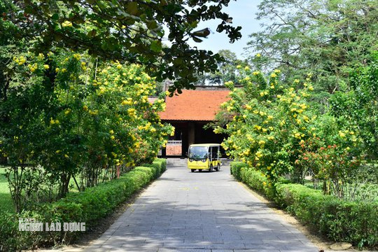 Hoa chuông vàng nở rộ lối vào Chính điện Lam Kinh