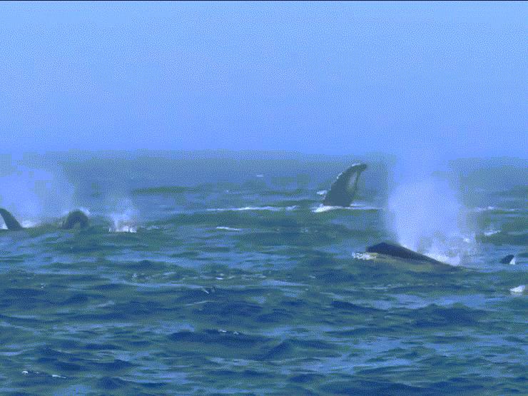 Màn ẩu đả hiếm thấy giữa đàn cá voi lưng gù và cá voi sát thủ