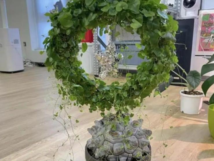 Thị trường - Tiêu dùng - Cây cảnh lạ nhìn như mai rùa, từng có giá tới hàng chục triệu