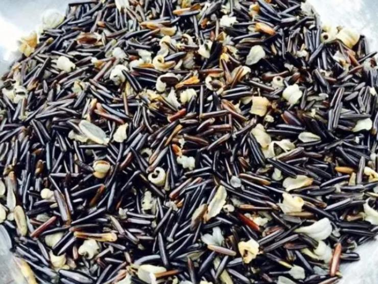 Thị trường - Tiêu dùng - Loại gạo “đinh sắt” xưa bị vứt bỏ, nay chỉ đại gia mới dám ăn