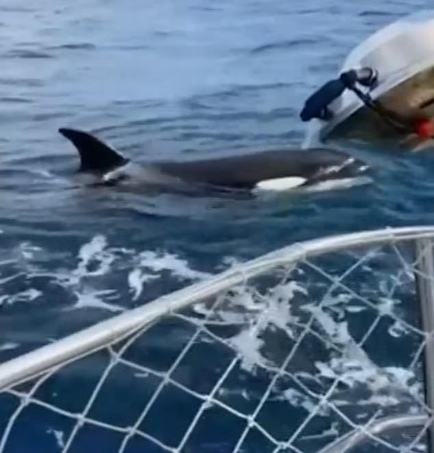 Cá voi sát thủ tấn công thuyền ngoài khơi Bồ Đào Nha.