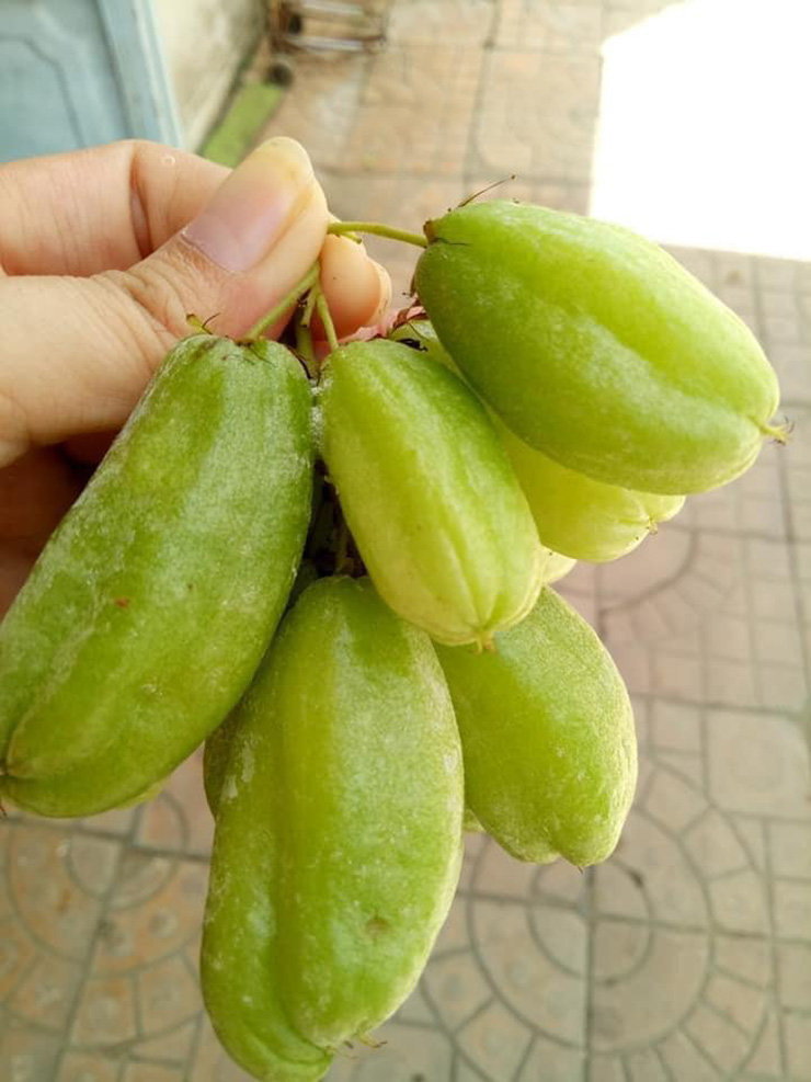 Ở Việt Nam vẫn có rất nhiều loại quả lạ mà có thể bạn chưa từng nhìn thấy hoặc nghe đến. Nếu nhìn quả này lần đầu, nhiều người sẽ lầm tưởng đây là quả nhót xanh nhưng kích thước lớn hơn
