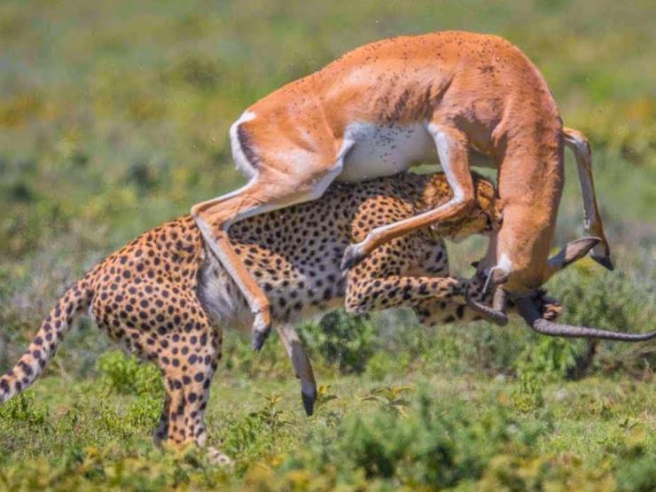 Media - Báo đốm dùng "tia chớp tử thần" hạ hàng loạt con mồi