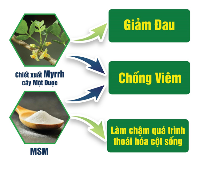Cơ chế tác dụng giảm đau xương khớp toàn diện của chiết xuất Myrrh từ cây Một Dược