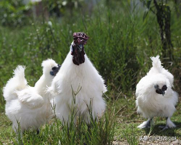 Giống gà quý hiếm lông trắng mượt, dinh dưỡng cực kỳ cao - 1