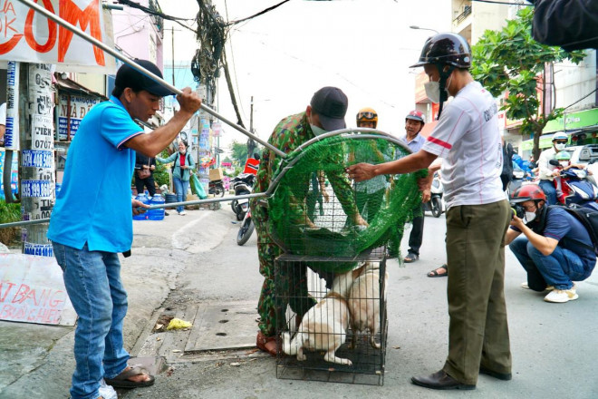 Theo chân đội bắt chó thả rông ở TP.HCM - 5