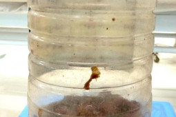 Sức khỏe đời sống - Uống rượu cà độc dược, 2 người đàn ông nhập viện cấp cứu