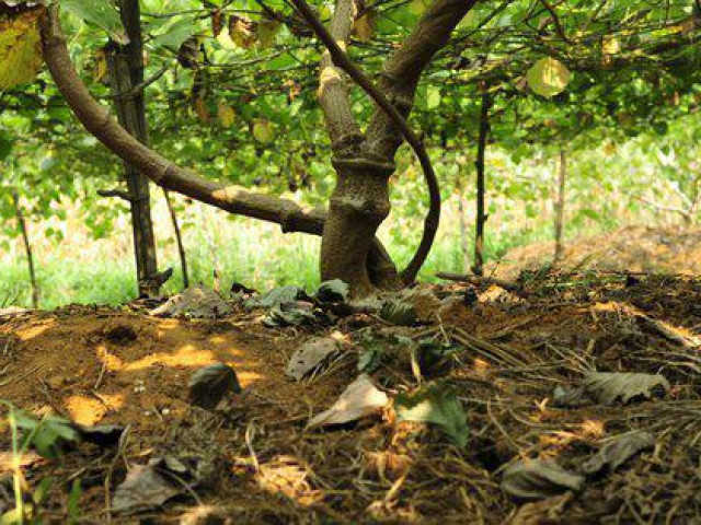 Thị trường - Tiêu dùng - Trồng 2 loại củ trên đất khô cằn, anh "nông dân 4.0" thu hơn tỷ đồng mỗi năm