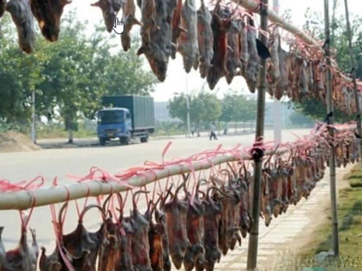 Thị trường - Tiêu dùng - 2 loài hôi hám ai gặp cũng tránh xa, nay hóa "mỏ vàng" dân nhậu cực mê