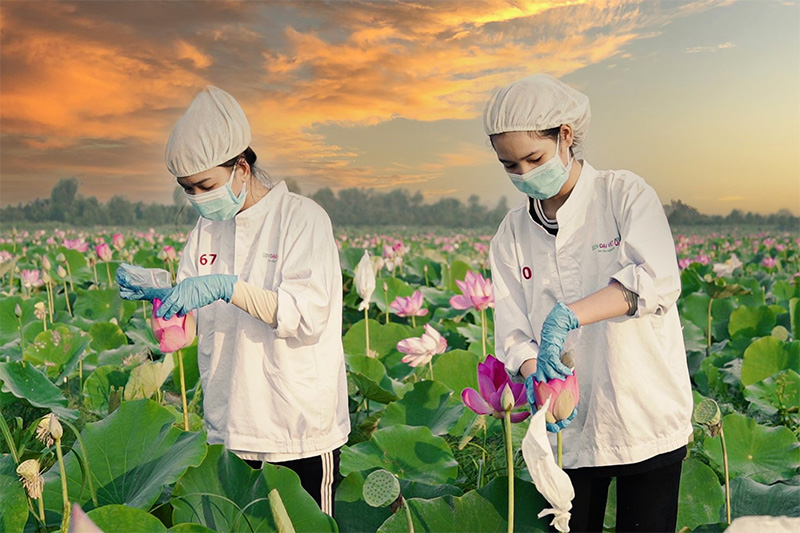 Trà sen được ướp trên cánh đồng Sen Đại Việt tại vùng đất sen hồng