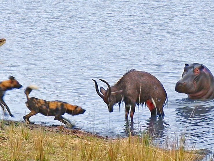 Media - Đối đầu với chó hoang và hà mã, linh dương bất ngờ bỏ mạng vì "kẻ thứ ba"