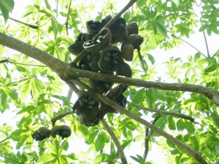 Thị trường - Tiêu dùng - Thứ được ví như "lộc trời", lấy từ trên cây xuống bán 350.000 đồng/kg thành đặc sản nổi tiếng