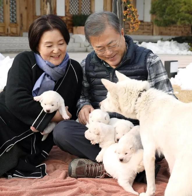 Cựu Tổng thống Hàn Quốc Moon Jae-in đã nhiều năm gắn bó với hai chú chó là quà tặng từ Triều Tiên