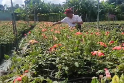 Tin tức trong ngày - Video: Từ 7 cây sâm được bạn tặng, người đàn ông kiếm tiền tỉ mỗi năm