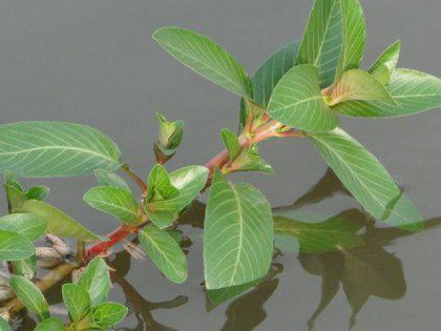 Thị trường - Tiêu dùng - Loại cỏ dại tưởng không ăn được giờ thành đặc sản cực kỳ bổ dưỡng, muốn mua nhiều khi phải chờ