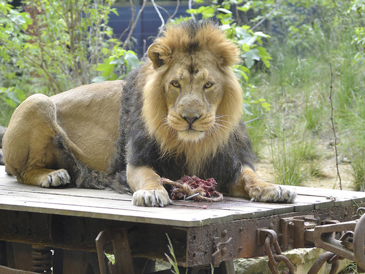 Ngủ qua đêm ở sở thú: Sự hấp dẫn của việc ngủ lại trong chuồng sư tử khiến bạn thấy như được sống trong “Jungle Book” ngoài đời thực. Ở đây du khách có thể thuê một nhà nghỉ, tận hưởng các chuyến tham quan có hướng dẫn viên riêng và được độc quyền lui tới các chuồng thú.
