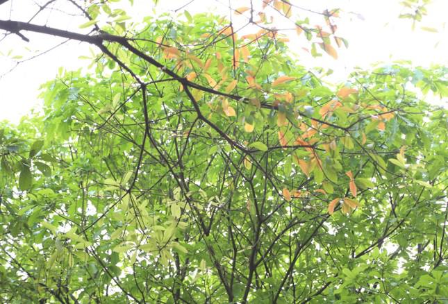 Những chiếc lá ngả dần từ vàng sang đỏ rồi rụng xuống.