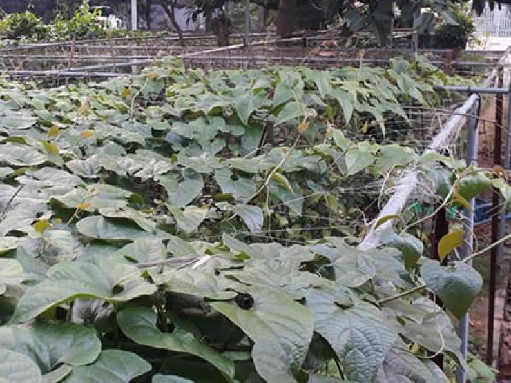 Thị trường - Tiêu dùng - Quả từng mọc dại ở hàng rào, nay được "săn lùng" với giá 350.000 đồng/kg