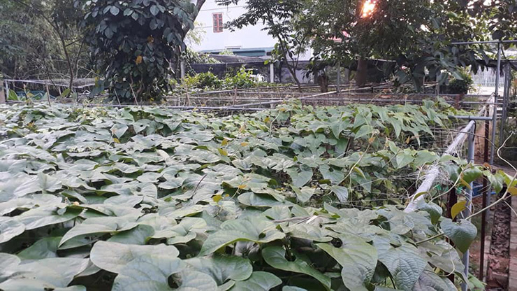 Sau đó, chúng được người dân mang về trồng vì nó mang lại giá trị &nbsp;kinh tế. Loại cây này được trồng chủ yếu ở nam Trung Quốc và bắc Thái Lan.&nbsp;

