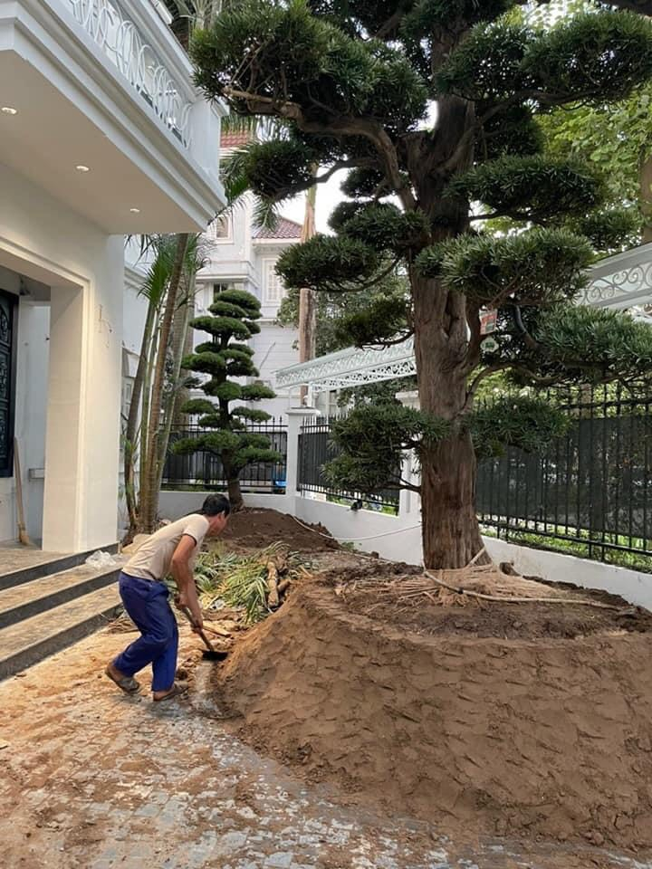 Cây Tùng La Hán khi được trồng tại nhà khách hàng 