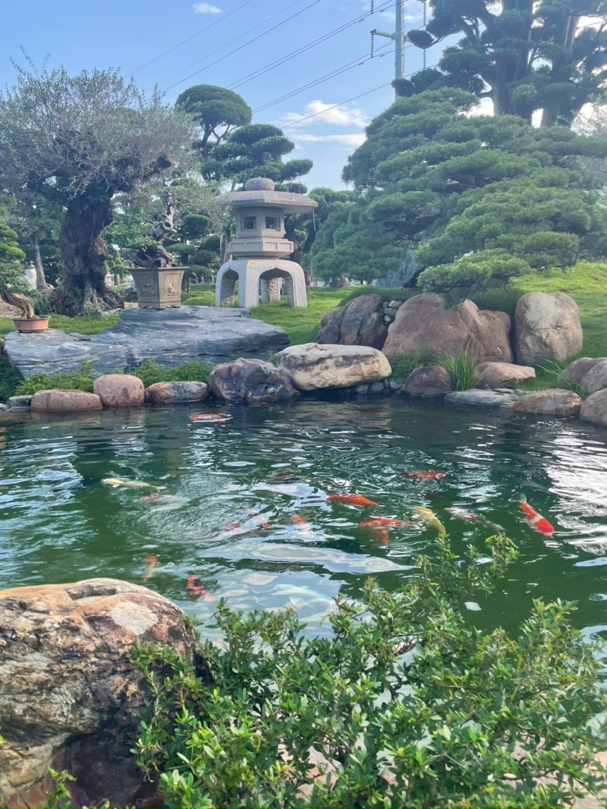 Vườn Nhật Thanh Tùng Cát Tường: Cung cấp giống cây lớn uy tín trên thị trường Việt Nam - 3