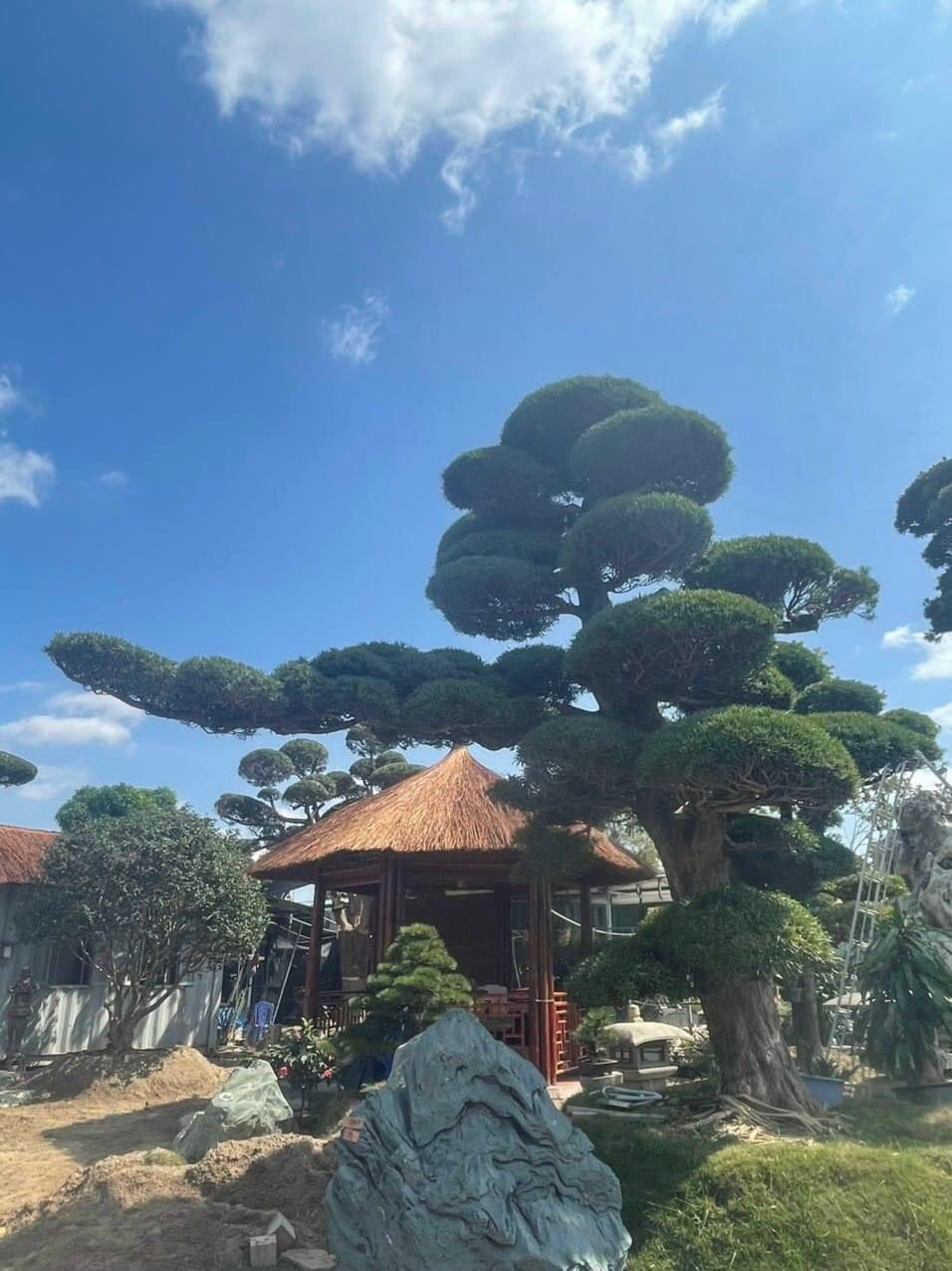 Tùng La Hán vẫn giữ được phong độ, dáng thế của mình sau nhiều năm