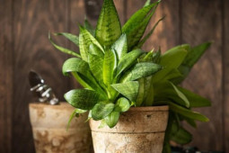 Sức khỏe đời sống - Loại cây trồng mới có thể làm sạch không khí tốt gấp 30 lần