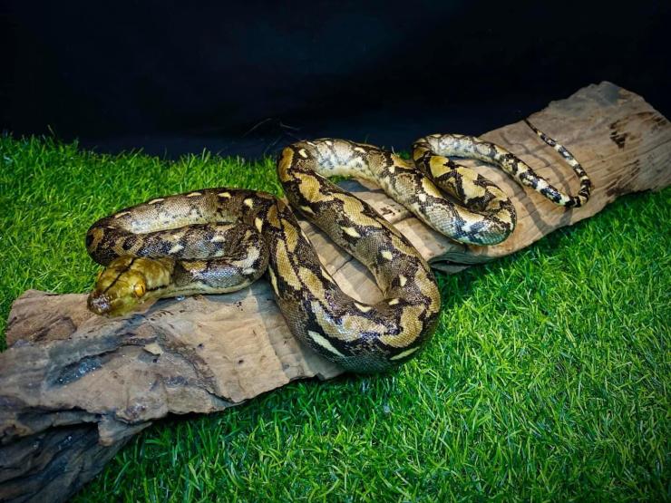 Thị trường - Tiêu dùng - "Hồi sinh" cho thú cưng nhà giàu, 9x mỏi tay thu tiền triệu