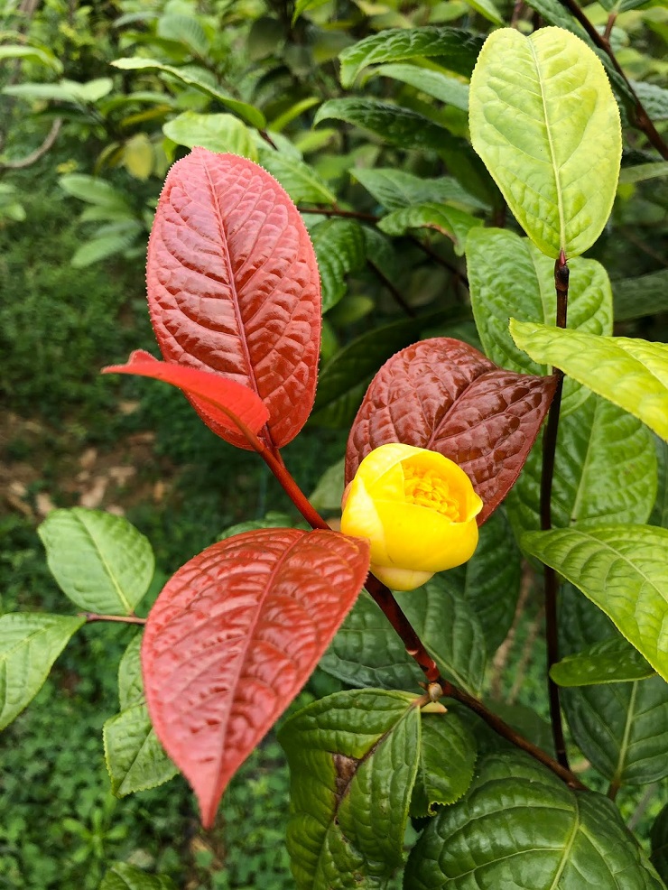 Có thời điểm, thương lái nước ngoài tìm mua trà hoa vàng ráo riết với giá từ 1,5-2 triệu đồng/cây.
