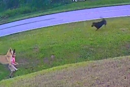 Phi thường - kỳ quặc - Video: Thấy chó nhà hàng xóm lao vào cậu chủ, cún cưng có màn "cứu nguy" đỉnh cao