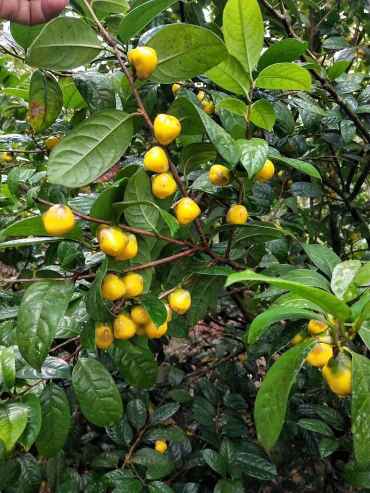 Hoa của cây này cũng được nhiều người lùng mua với giá cả triệu đồng/kg tươi nên nó được mệnh danh là nữ hoàng của các loại trà.
