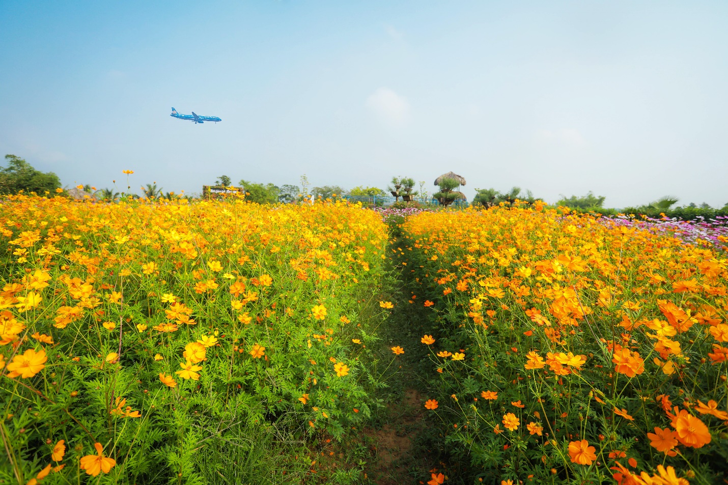 Cứ 3 - 5p lại xuất hiện “chú chim sắt” chill cực.