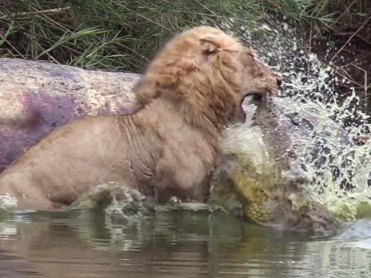 Sư tử, báo đốm truy sát một loạt con mồi dưới nước