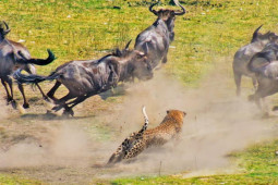 Media - Dính "no đòn", báo đốm vẫn dũng mãnh hạ gục linh dương đầu bò "khủng"