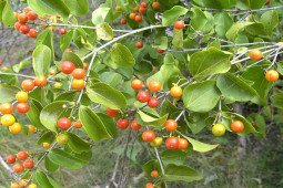 Sức khỏe đời sống - Người đàn ông khó thở, co cứng chân sau chén rượu ngâm loại hạt này