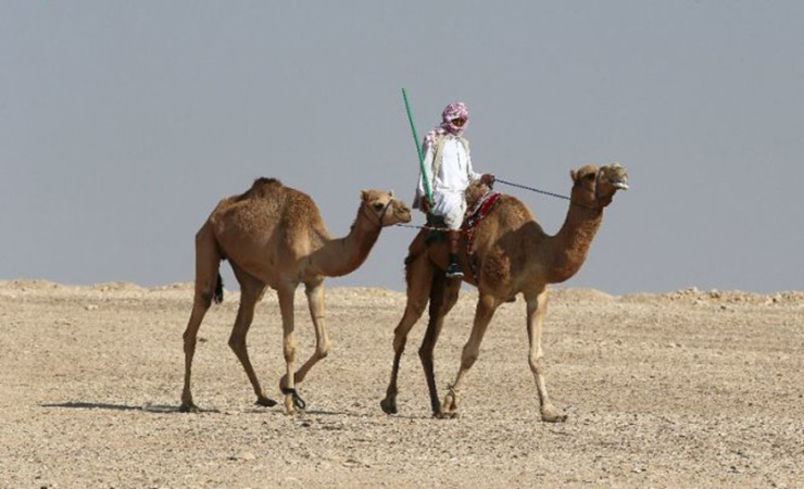 Lạc đà là một trong những động vật xuất hiện nhiều ở Qatar