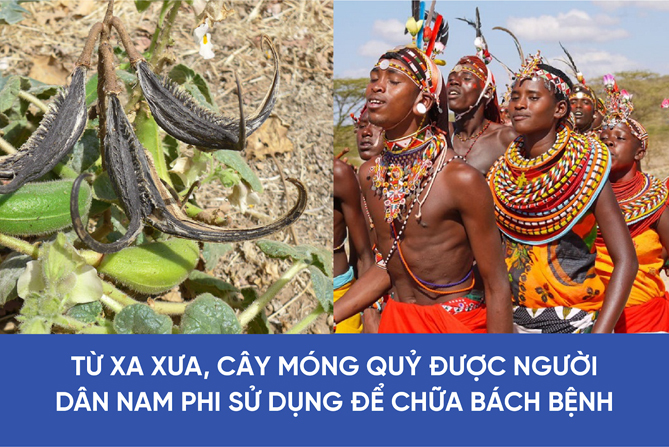 Bí ẩn cây Móng Quỷ giúp giảm đau nhức xương khớp 1000 năm trước - 1